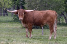 Clear Temp 2018 steer