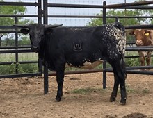 WV BLUEY BELLE