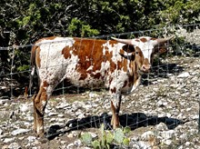 Heifer Calf 4