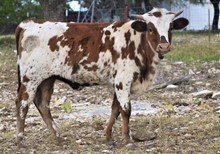 Heifer Calf 4