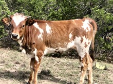 Clear Temp Heifer Calf