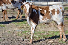 ATR BULL CALF 