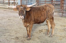 BR Buckle Bunny