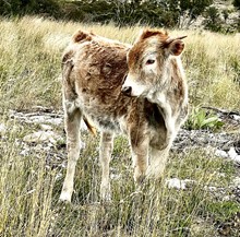 Josey's Sugar Calf