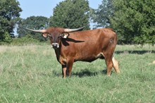 HR CHARRO ROSE