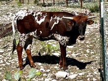 Heifer Calf 1