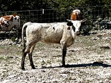 Top Star Rebel Heifer
