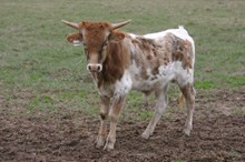 HR ROSEBUD BULL CALF